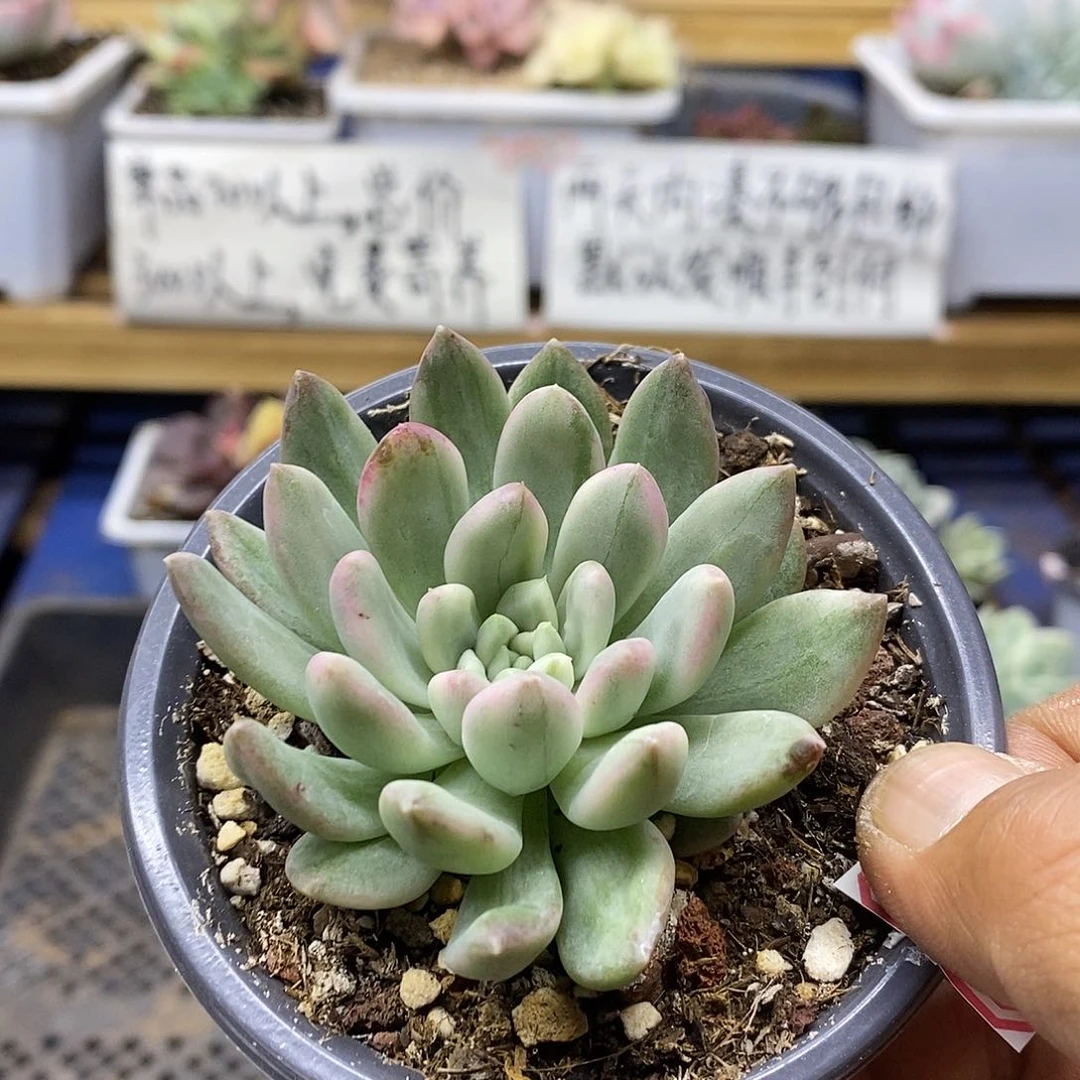 09111 冰心公主锦