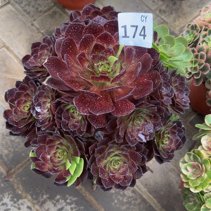 花花公子。  174。