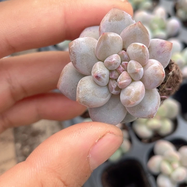 一我一拍缀化满18包邮