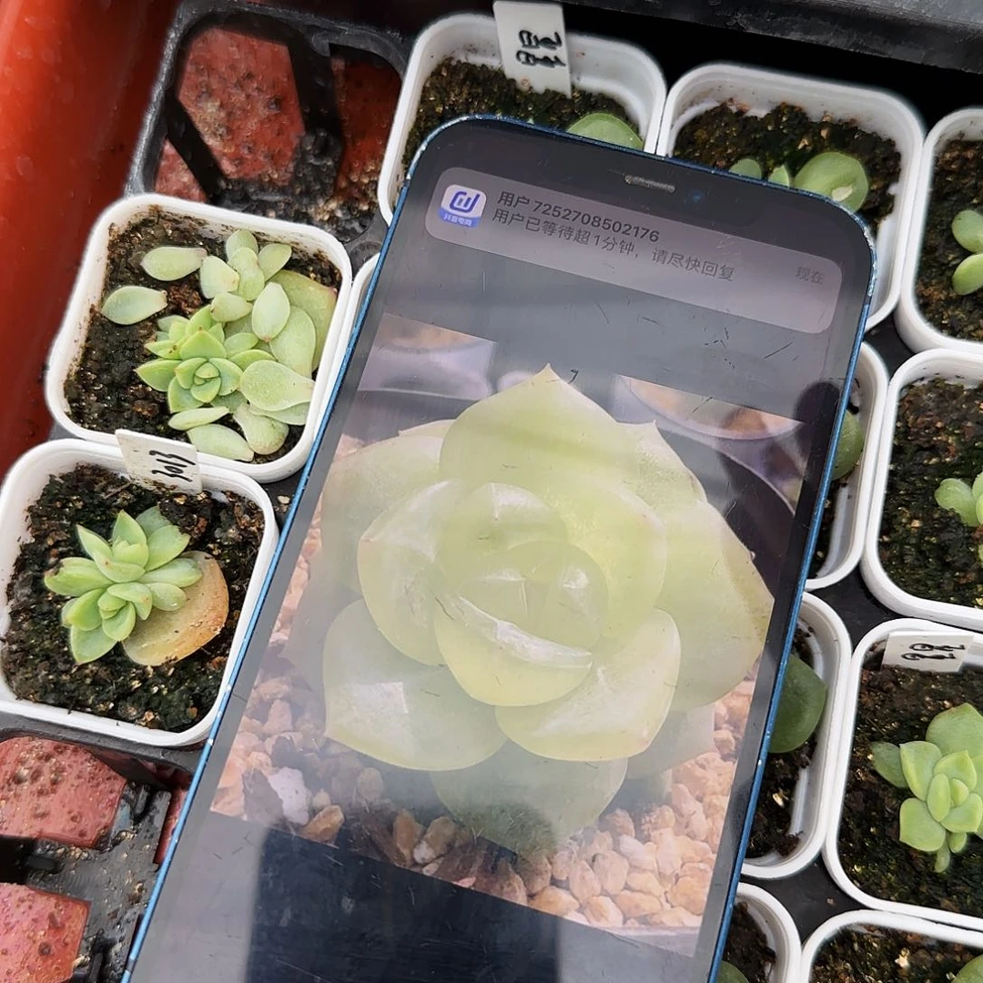 预定3013柠檬珍妮叶子一个满25包邮