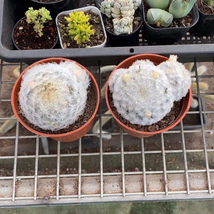 那*伯克利和格蕾纳等著名音乐