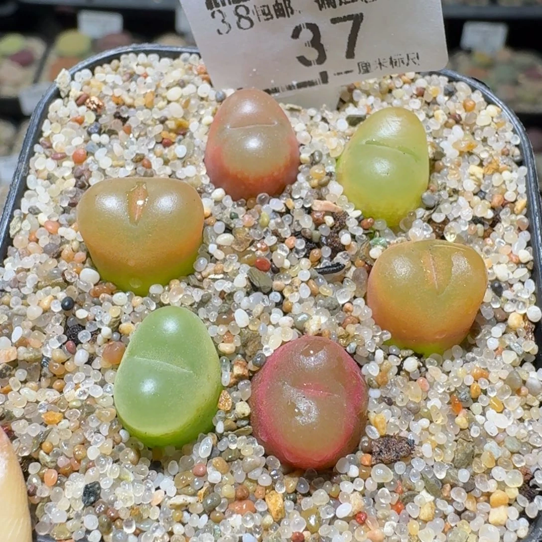 Ssss便宜出了清仓37