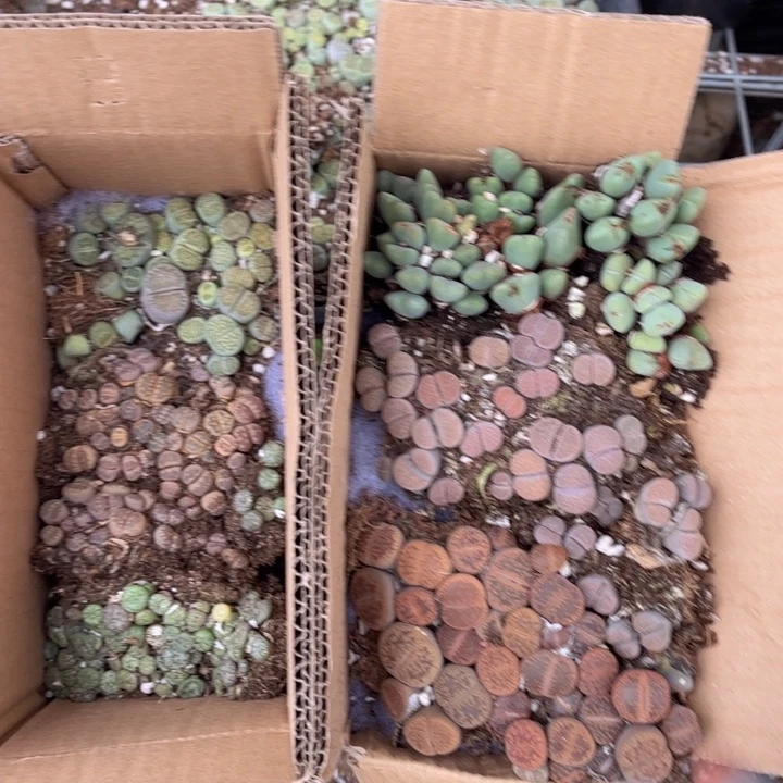 一箱两层8888888888