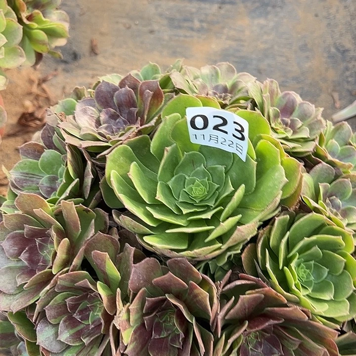 11.22-23花月夜多肉植物1