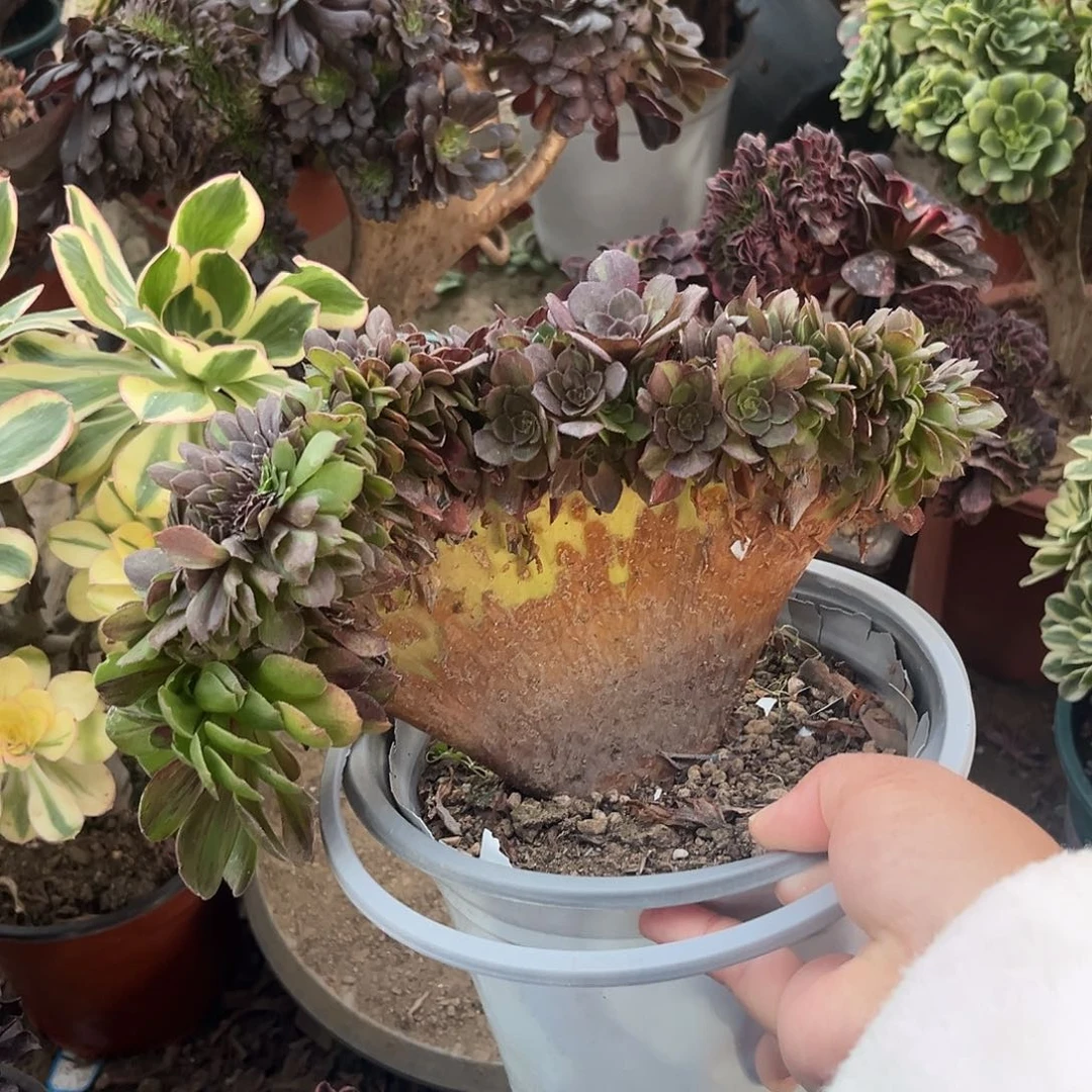 9花月夜缀化法师多肉植物