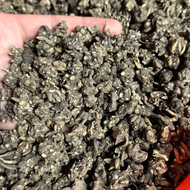 猫猫草猫草干煲水