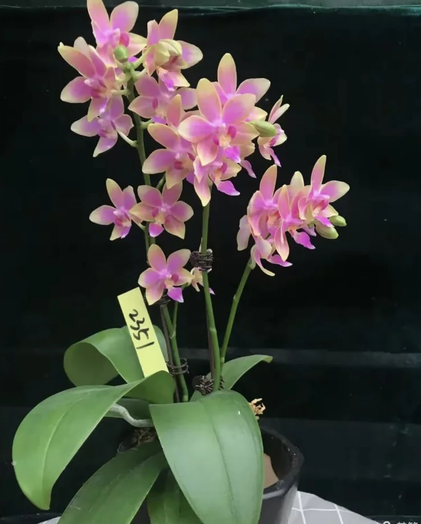 【金树】香味蝴蝶兰3.5寸 根系良 叶片瑕疵 无花无梗苗子 剪过春梗