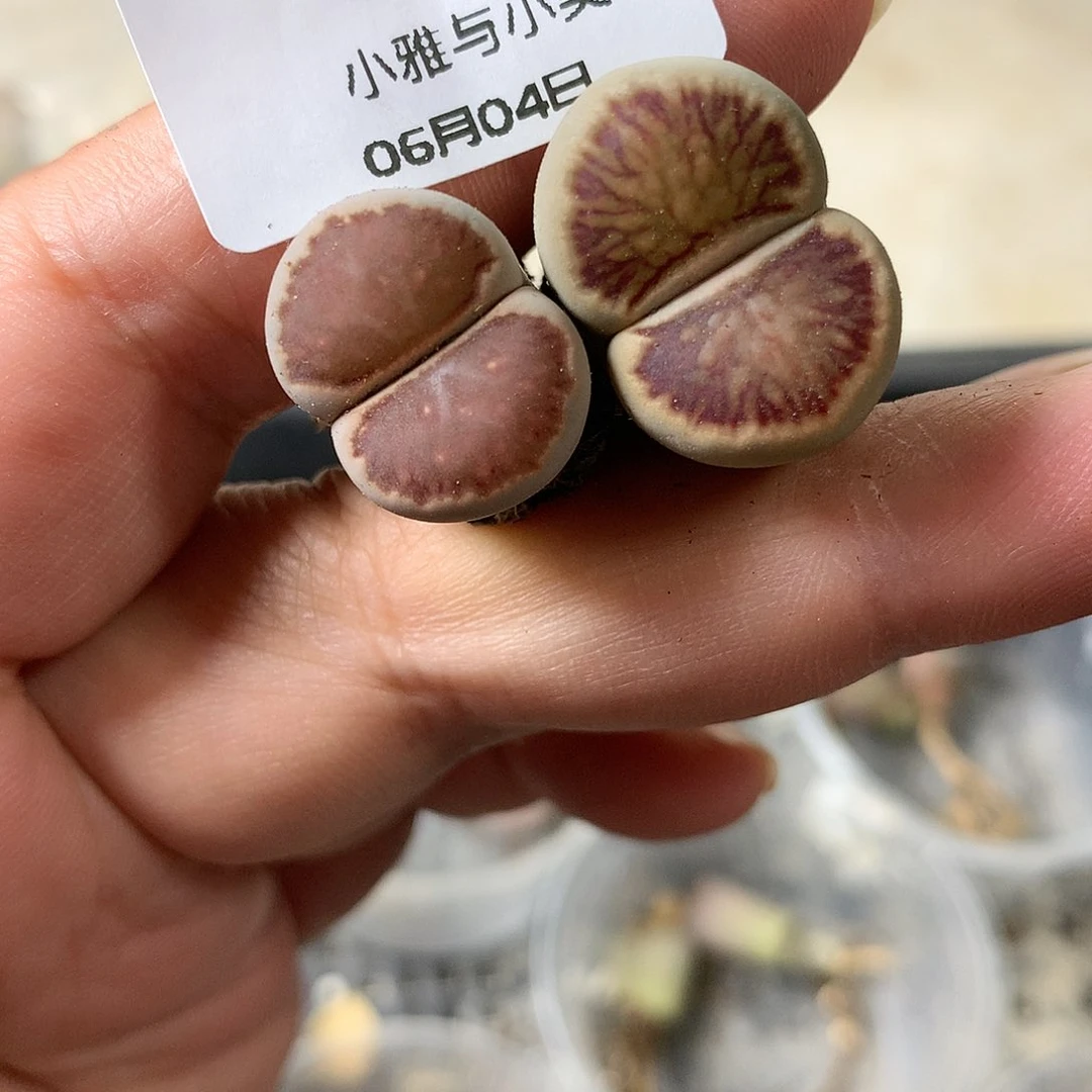 E85多肉植物保护