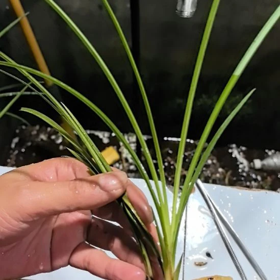 完全开放白雪公主龙头苗