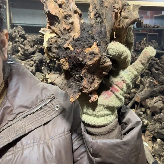 香榧木星***艺火琉璃的故事毛料摆件