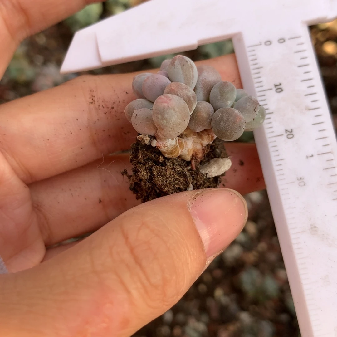 是***吖奶酪多肉，汤圆哈哈哈