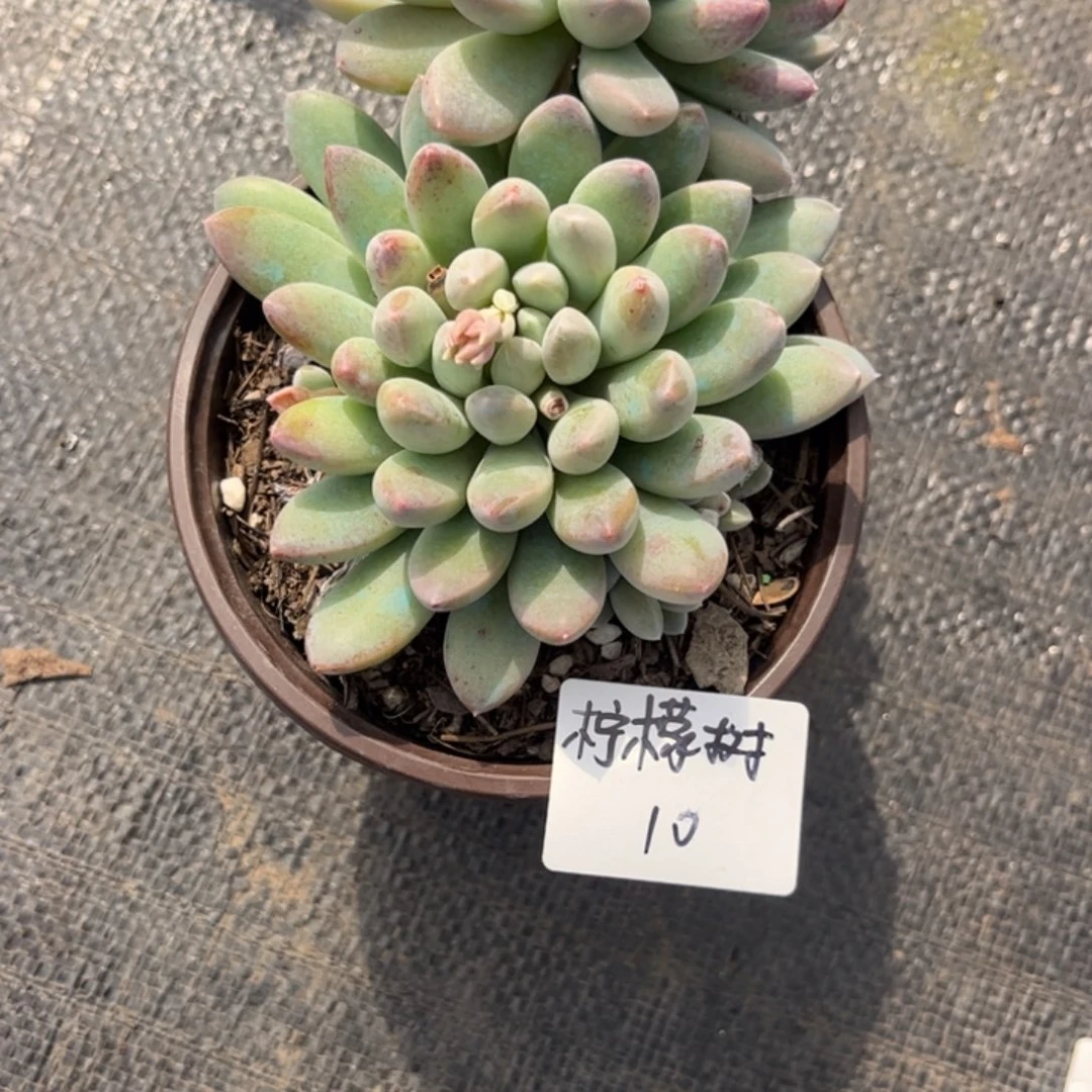 ?****?不知道是什么多肉植物