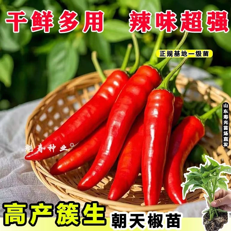 特辣超辣朝天椒苗秧苗红辣椒指天椒苗四季盆栽蔬菜苗小米辣椒