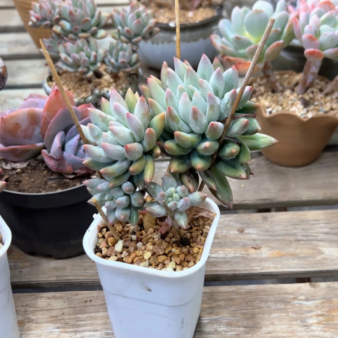 h*l所罗门18 零零多肉植物