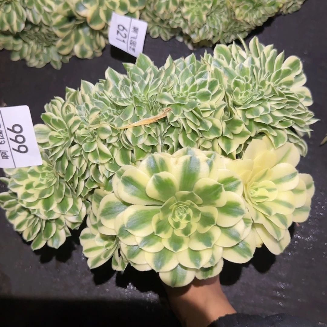 果*婷666多肉法师迈巴赫缀