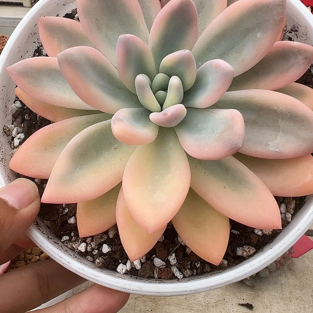 1157号彩奥普锦多肉