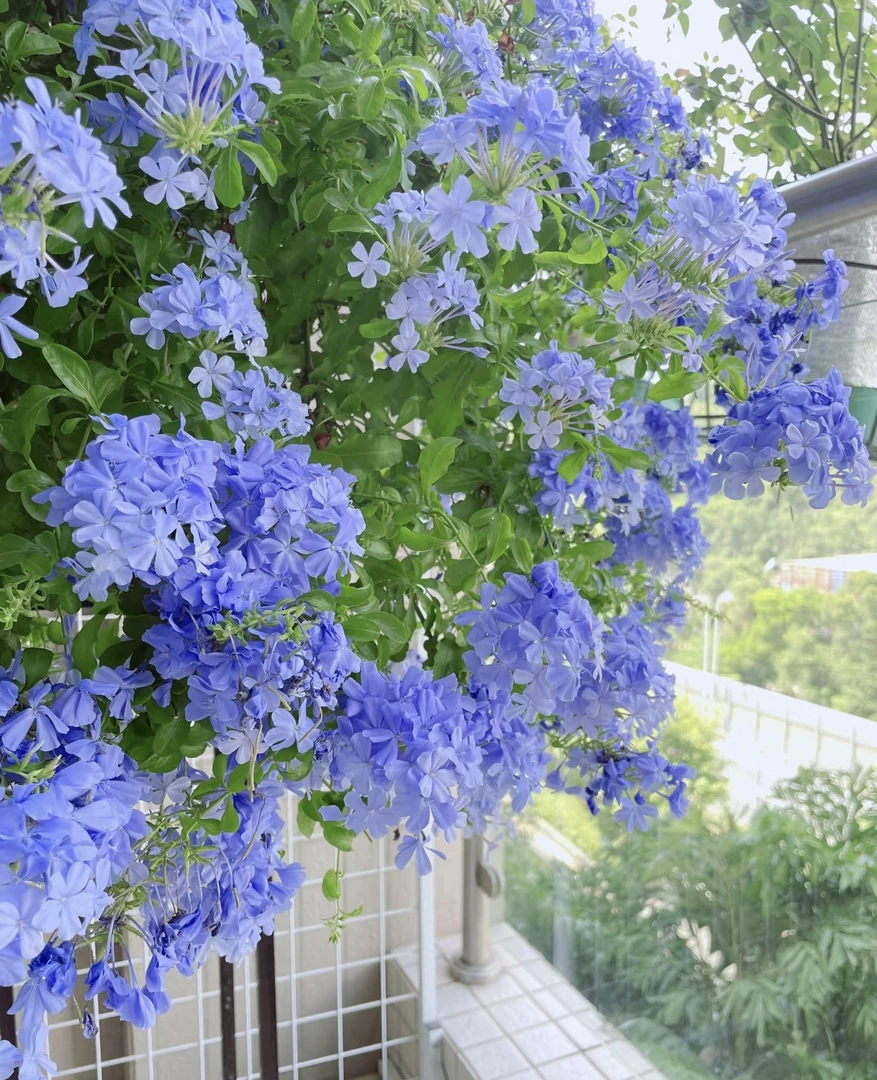 [棒棒糖蓝雪花/1加仑大盆] 多年生庭院爬藤四季开花卉植物耐晒寒