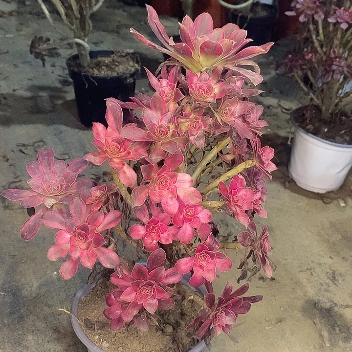 香奈儿多肉植物063