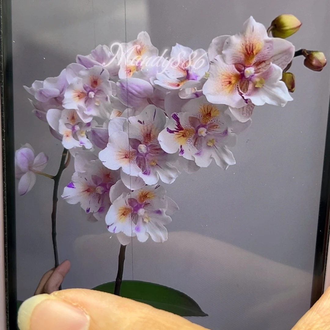 当前无花栽培后可以开花大婚纱