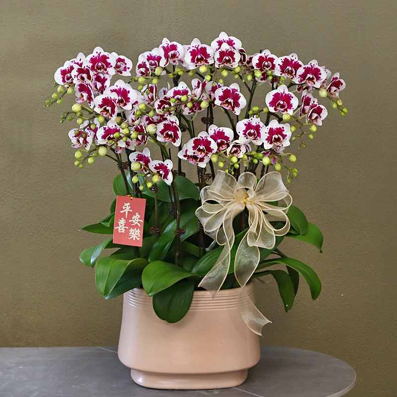 蝴蝶兰【水晶之恋】带花带盆组好伴手礼送礼茶桌婚礼客厅美化装饰