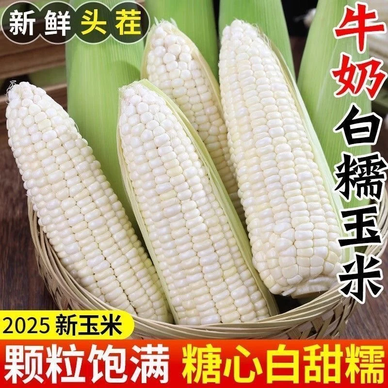 【农家自种】湖北宜昌农家自种露天种植白甜糯新鲜现采水果多汁玉米