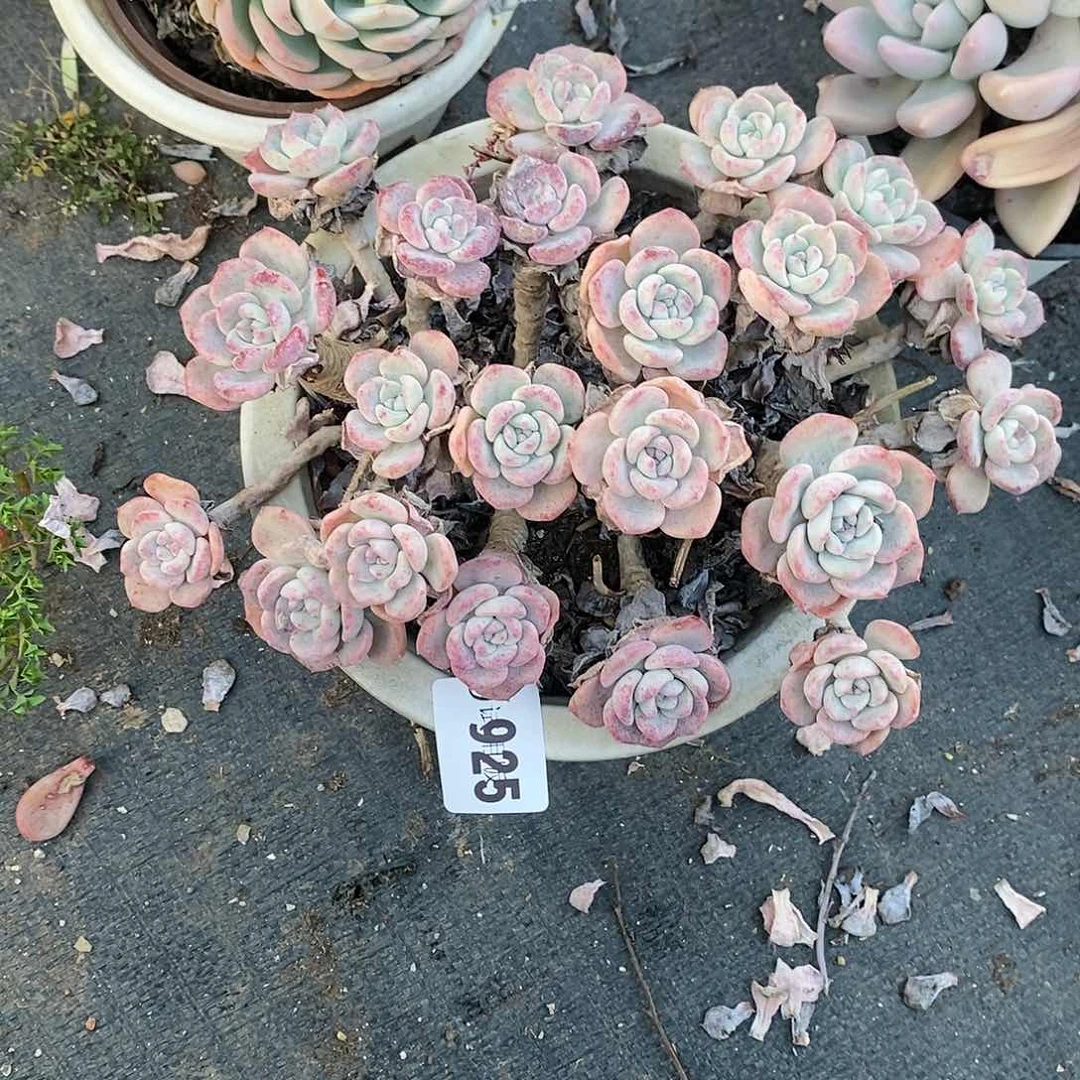 关*925千山雪多肉植物