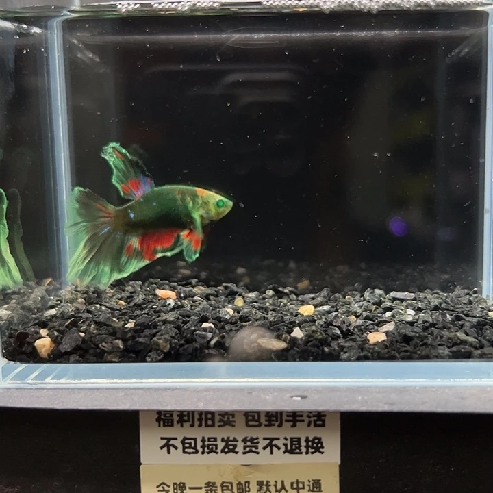 斗鱼竞拍跑单拉黑26日121