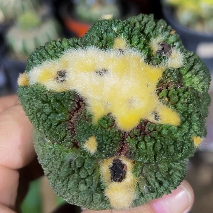 无花朵福利大尤细密尤哥斯拉血怒牡丹091