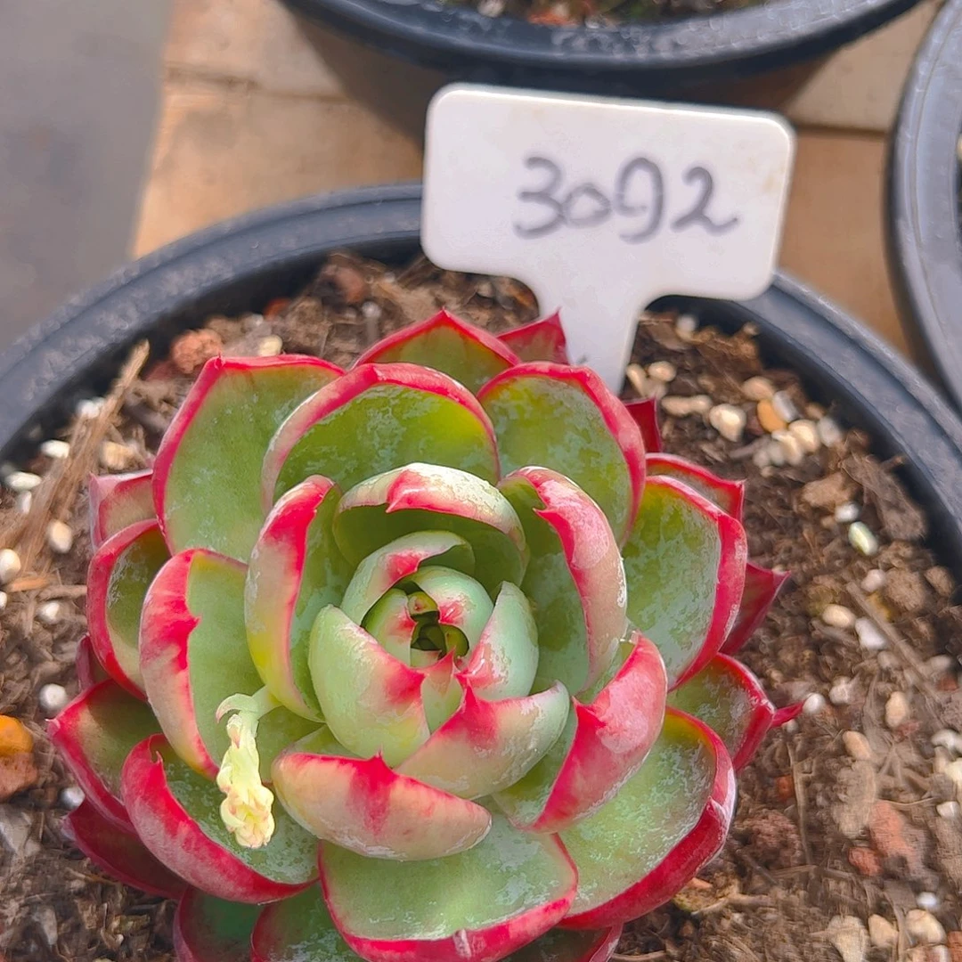 惊鸿仙子一物一拍3092号