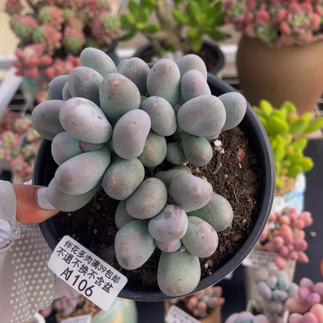 罗***秀106-米可奶酪四头有砍9cm