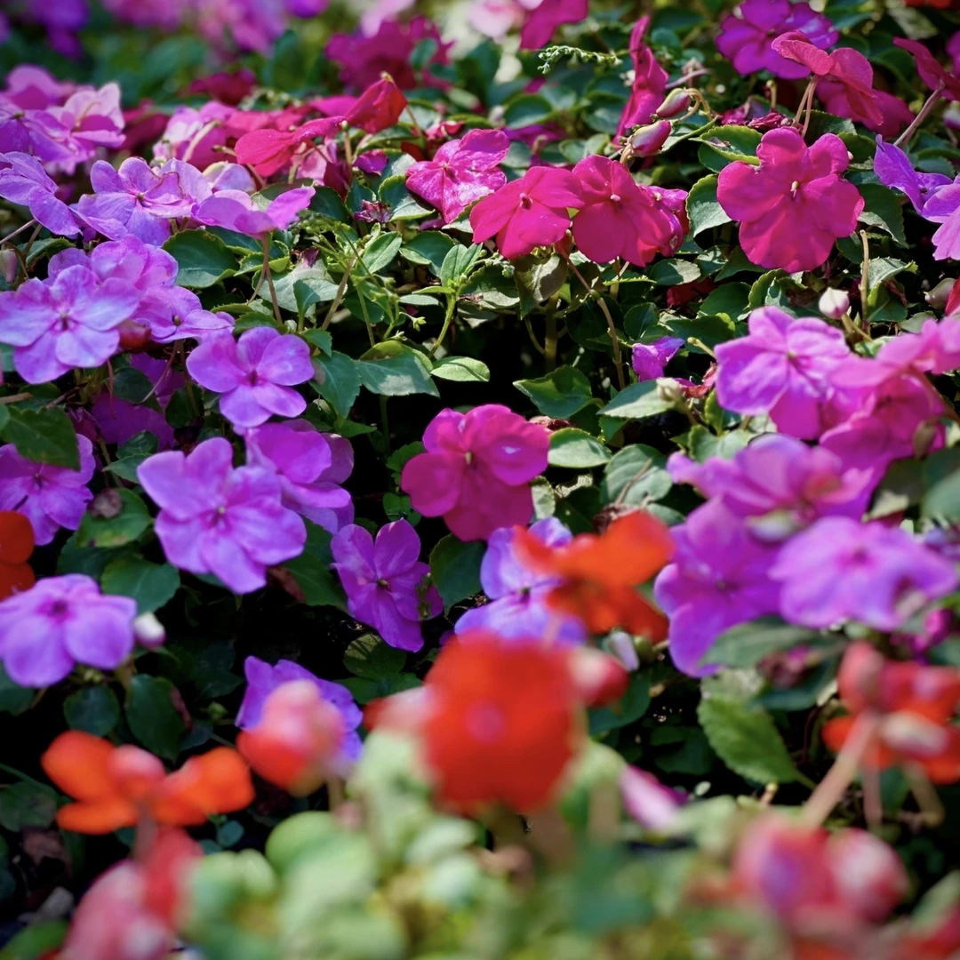 凤仙花盆栽多年生庭院阳台新手易养护爆花强发货快