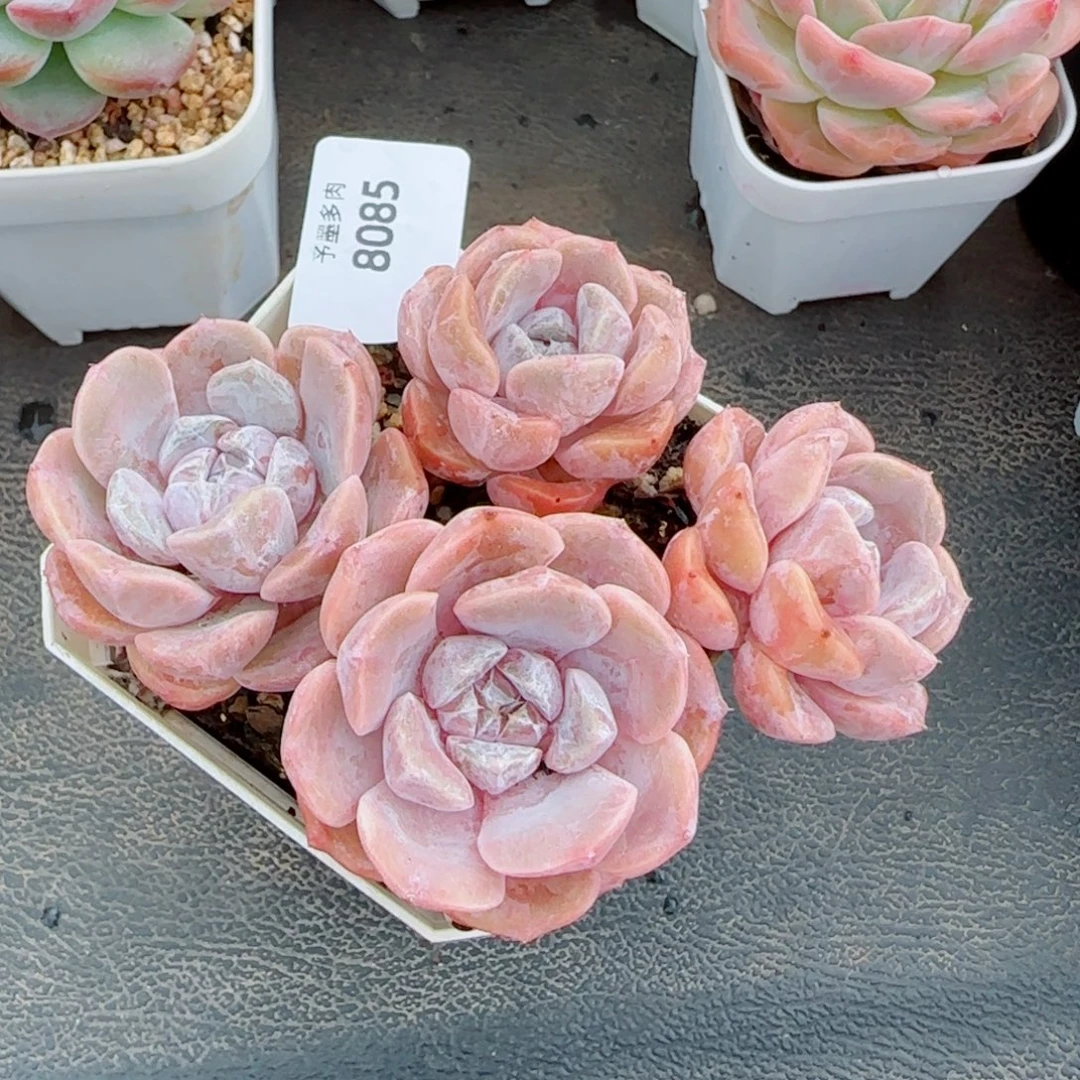 汉堡无砍，8085多肉植物