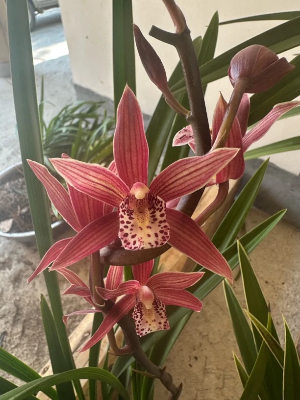 墨兰紫素、罕见清香型、易养、四季开花、室内室外、可花艺