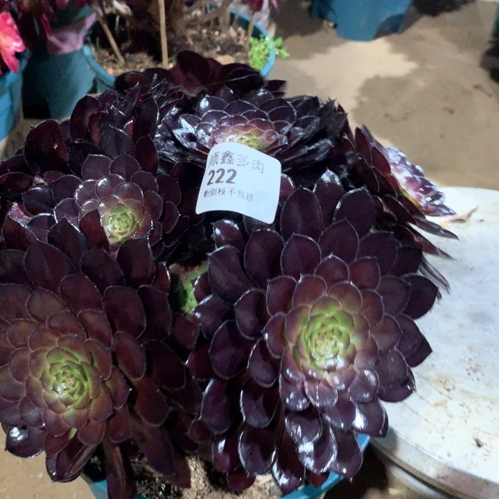 222黑同多肉植物