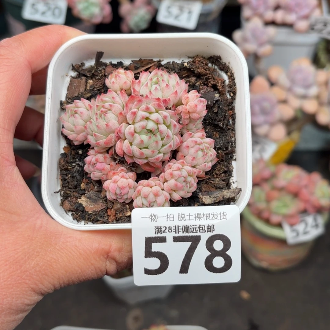 小粉梅无盆土发货