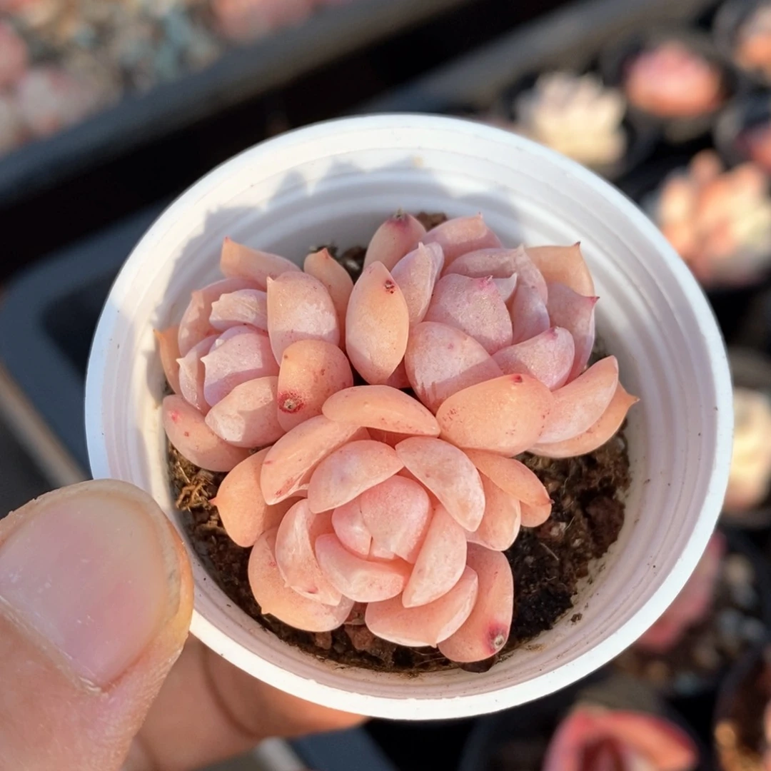 精品多肉一物一拍65