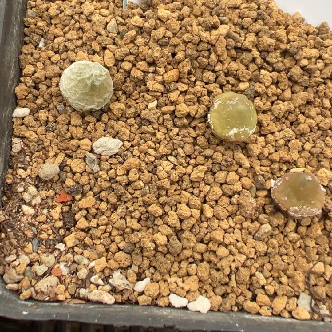 23-93肉锥多肉植物