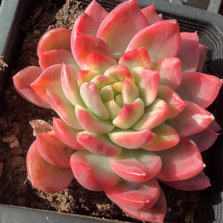 彩锦珍妮锦腹轮锦