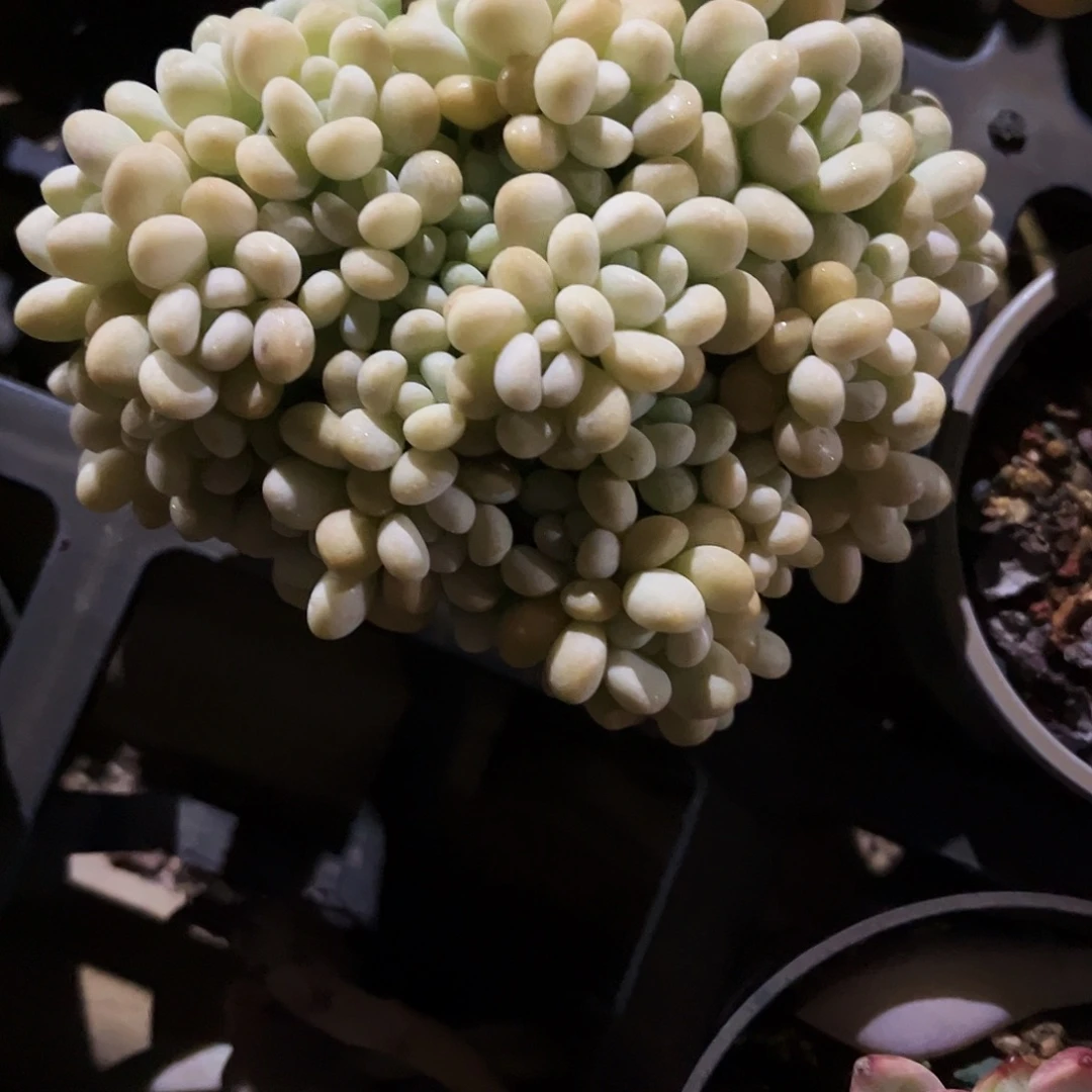 凉****46多肉植物提取萃取成分