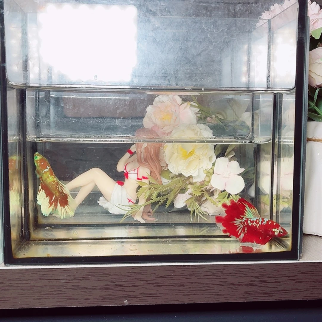 斗鱼彩金半月公鱼