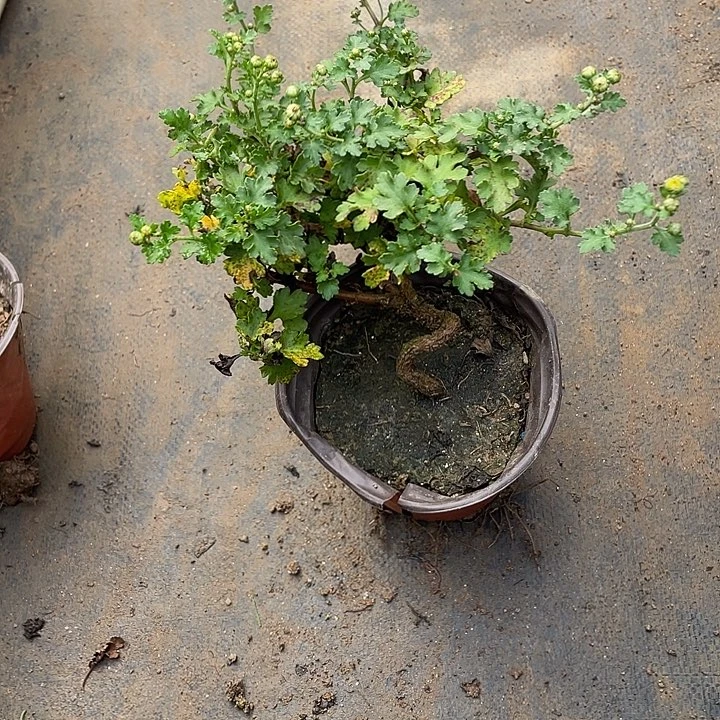 鹰***酱无花朵30菊花菊花家