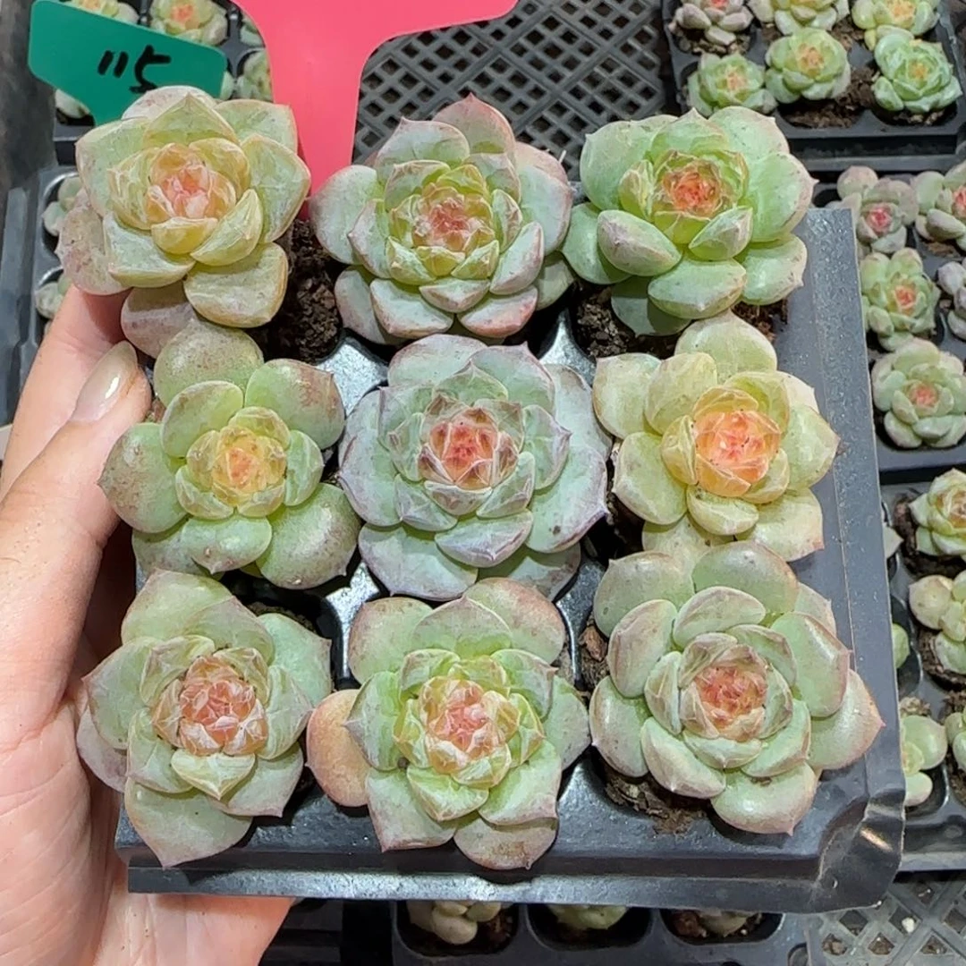 137满38包邮➗偏远发货后不退
