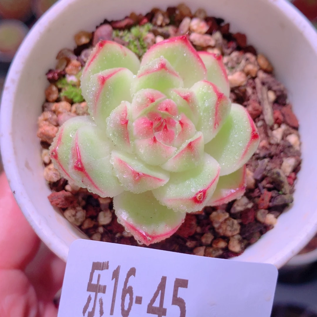 乐然16-45 麦秆单头