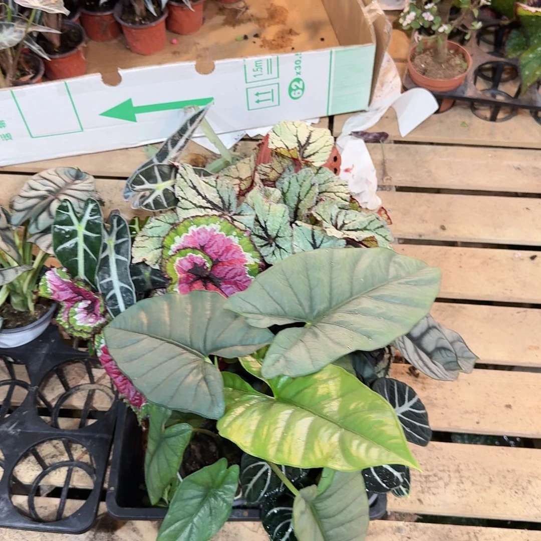 不开花植物秋海棠一物一拍套餐18