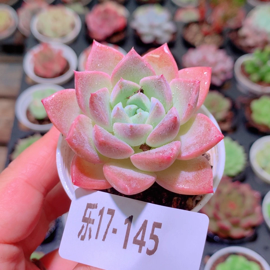 乐然17-145 粉斑点