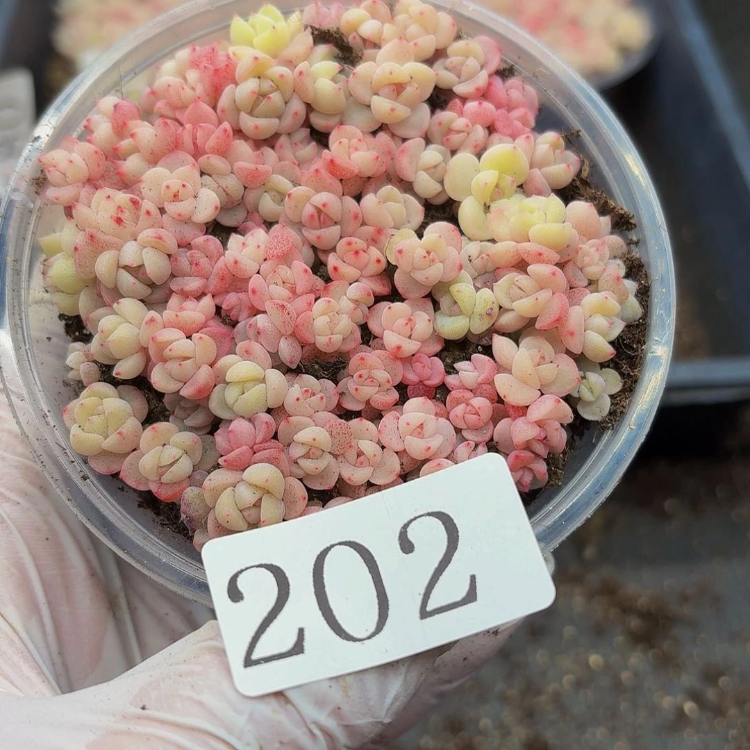 多肉植物多肉植物202