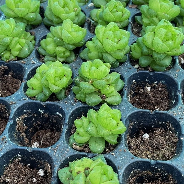 小玉露1元带土发