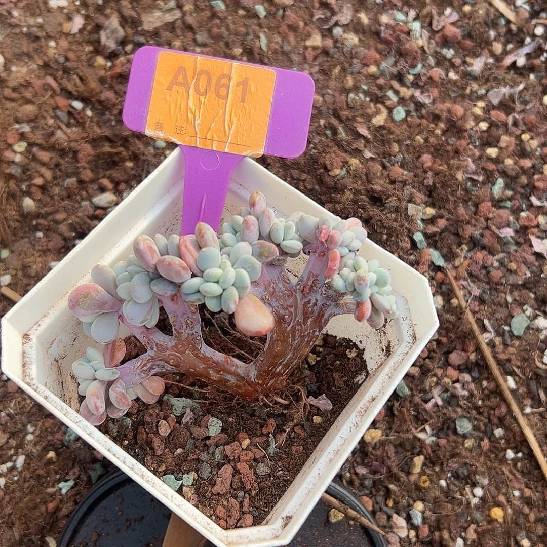 奔****多肉植物一物一拍