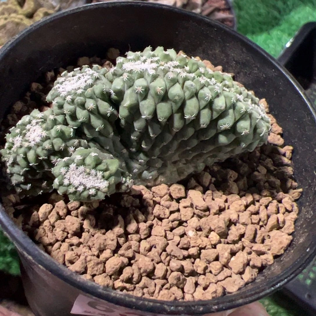 阿*实生菊水缀化仙人球659