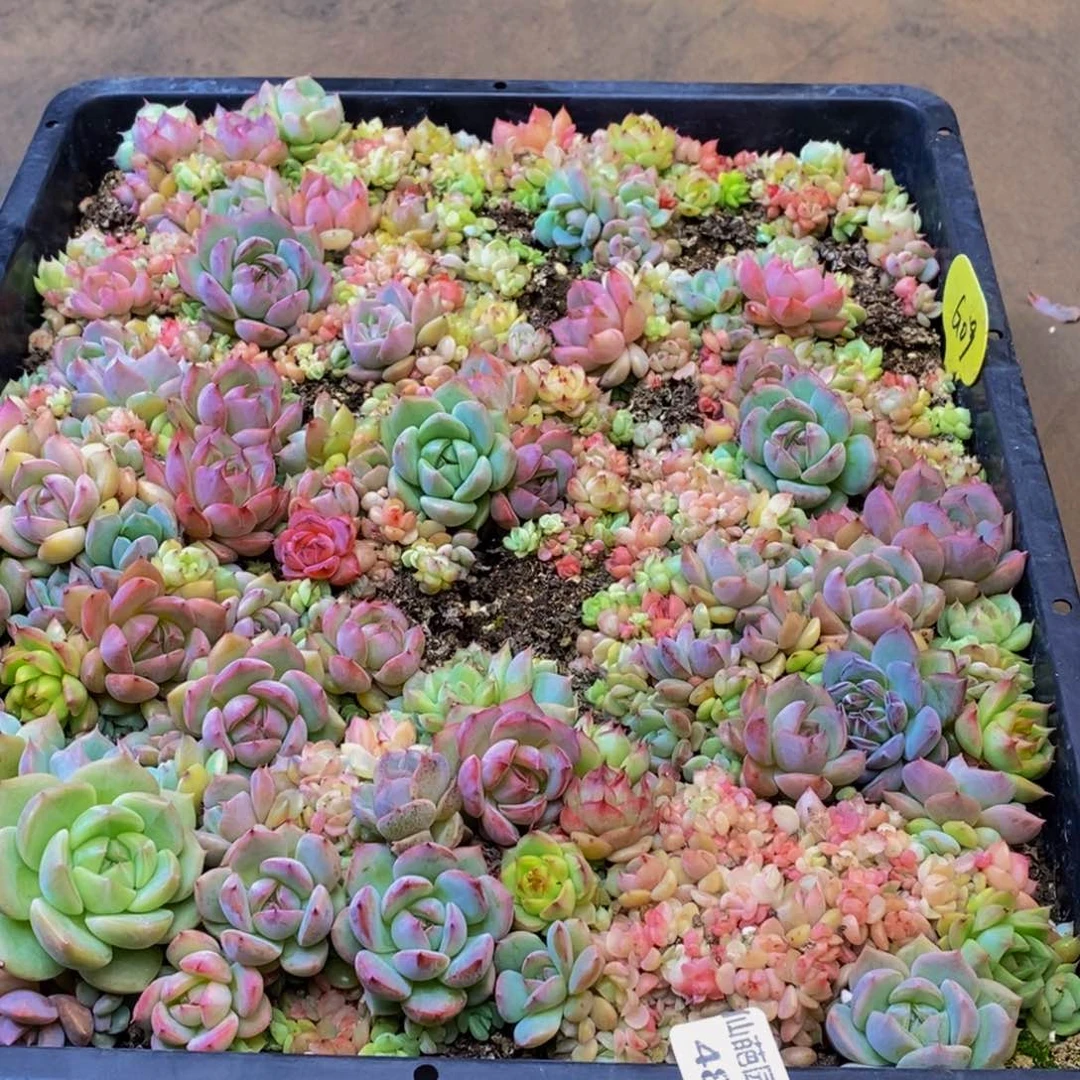 c**i480多肉植物保护研究所所长的